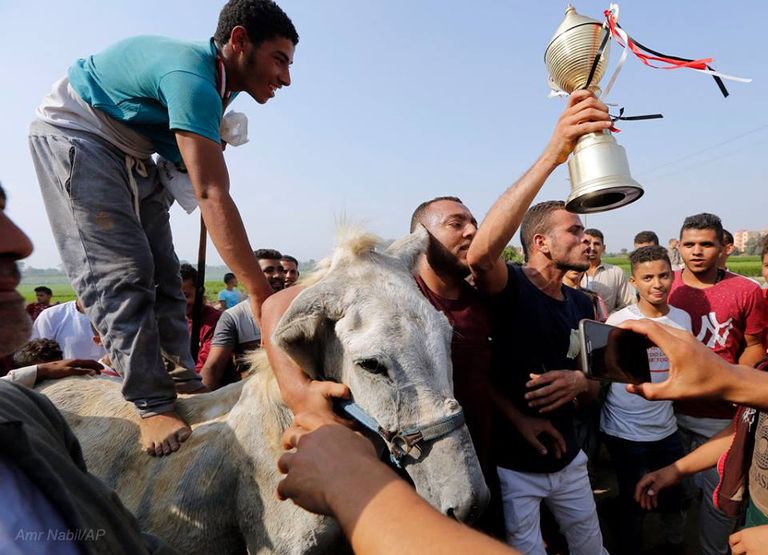 ماراثون الحمير في قرية البراجيل الذي شارك فيه 35 متسابقا