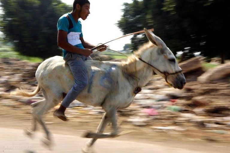 ماراثون الحمير في قرية البراجيل الذي شارك فيه 35 متسابقا