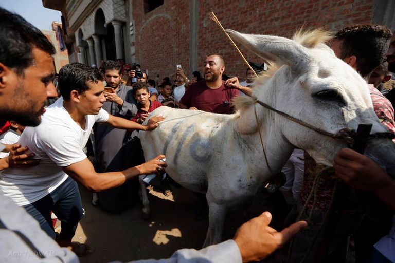 ماراثون الحمير في قرية البراجيل الذي شارك فيه 35 متسابقا