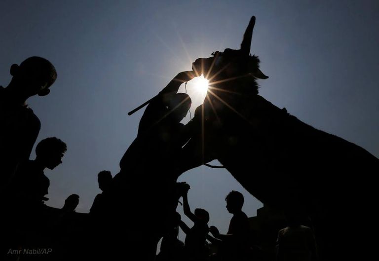 ماراثون الحمير في قرية البراجيل الذي شارك فيه 35 متسابقا