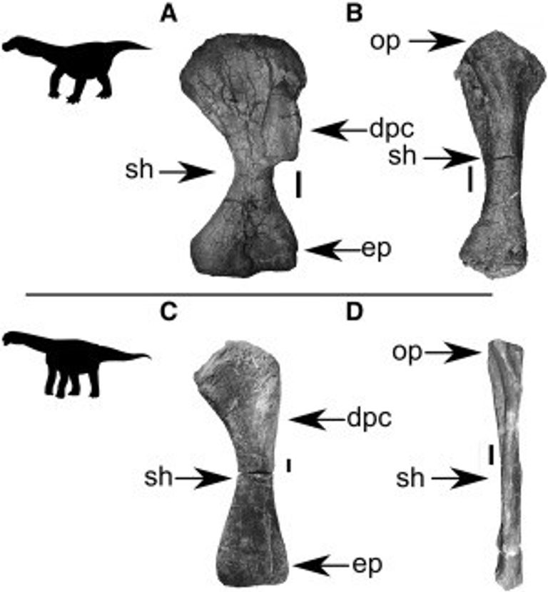 رسم للديناصور  الضخم المكتشف