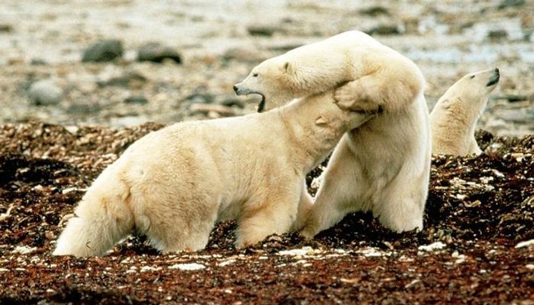 عصارة الدببة الصفراء علاج صيني للكبد وحصوات المرارة - صورة أرشيفية