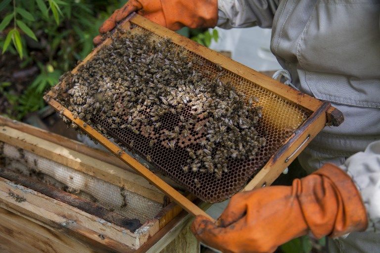 عامل في مزرعة للنحل في بوليفيا