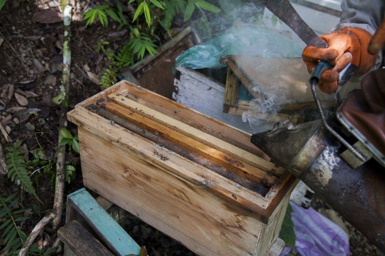 عامل في مزرعة للنحل في بوليفيا