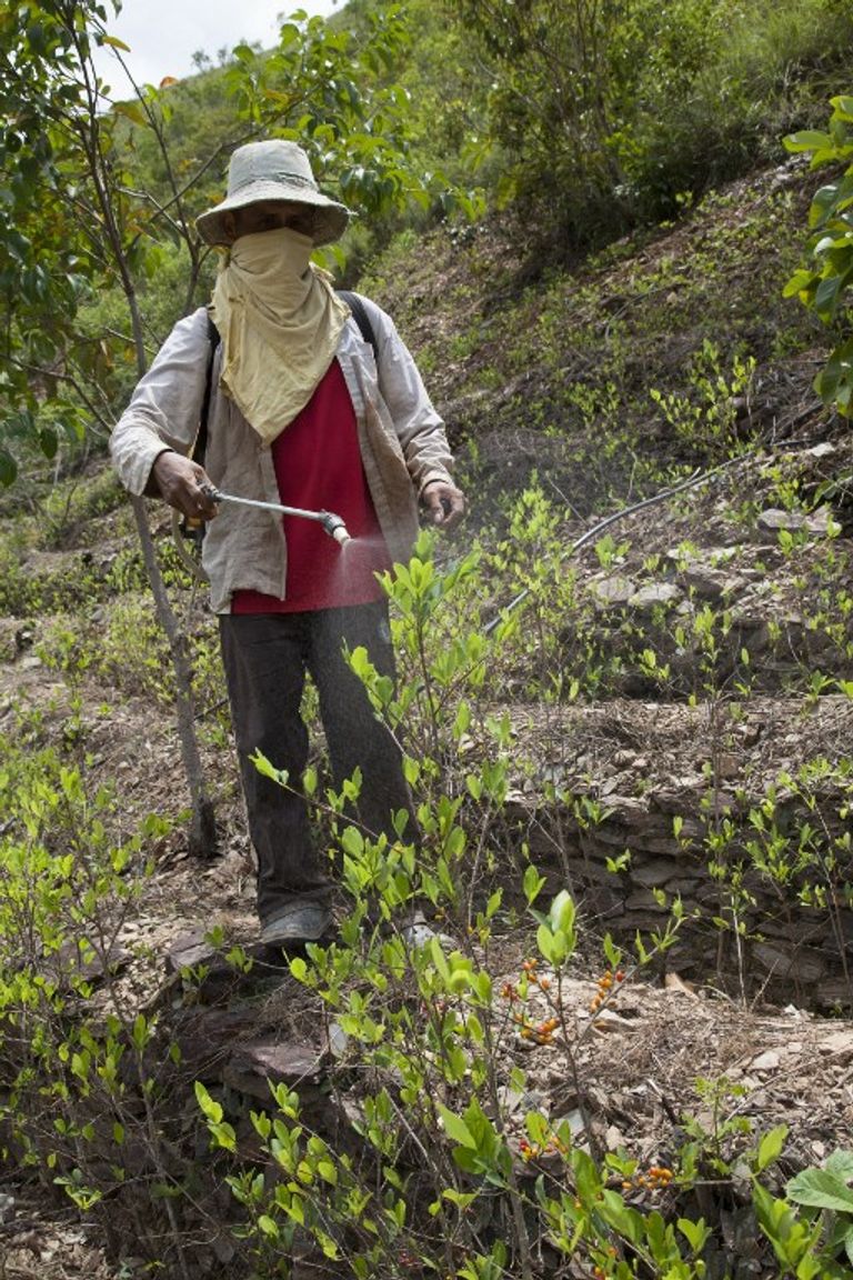 عامل في مزرعة للنحل في بوليفيا