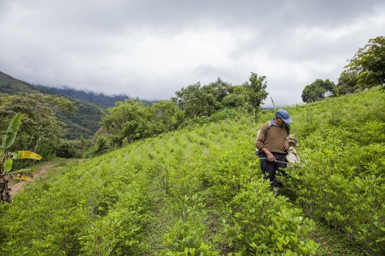 عامل في مزرعة للنحل في بوليفيا