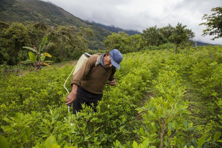 عامل في مزرعة للنحل في بوليفيا