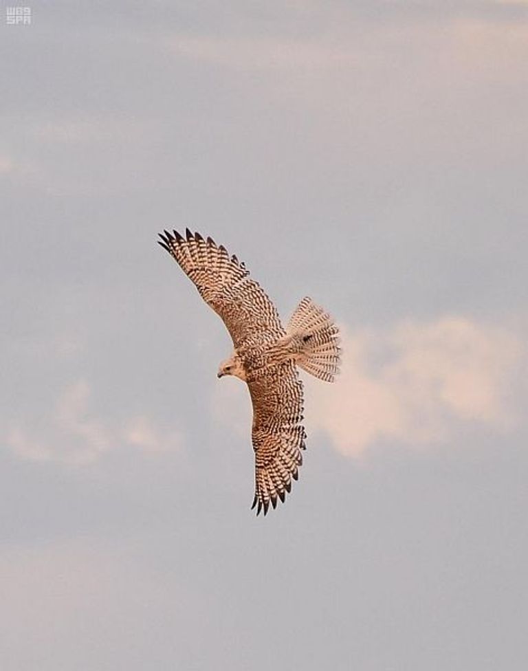 مهرجان سفاري بقيق لتراث الصحراء يختتم فعالياته