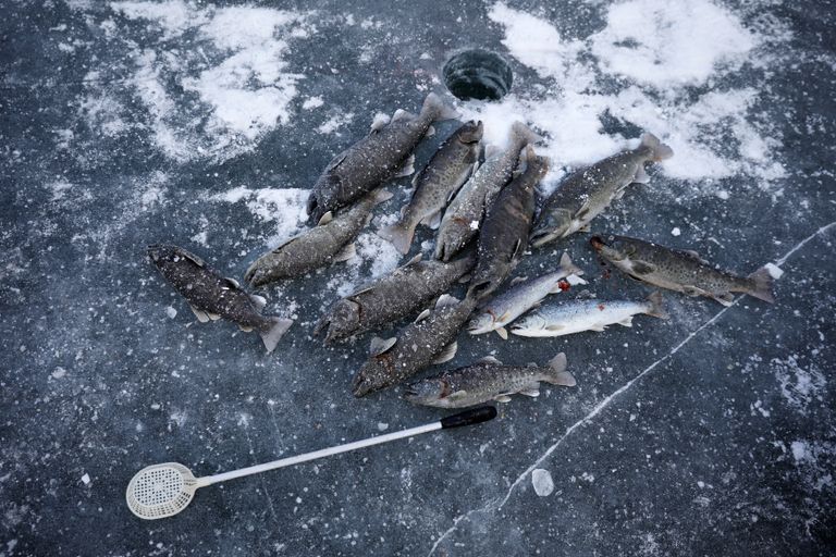مهرجان الصيد على الجليد في كوريا الجنوبية