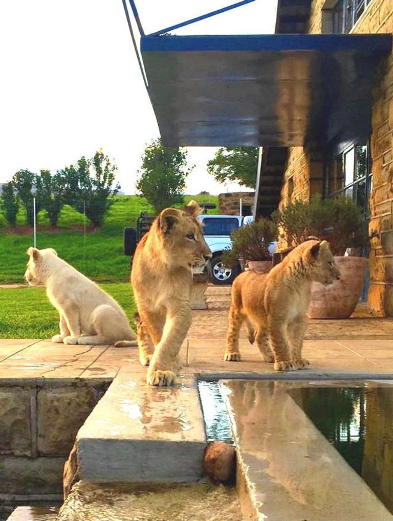 الفندق محاط ببعض الأسود