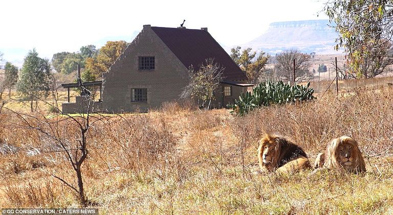الفندق محاط ببعض الأسود