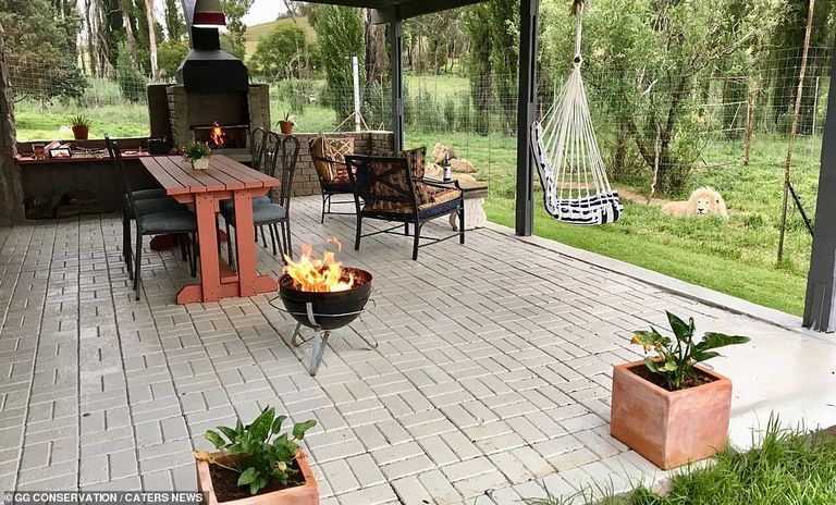 الفندق محاط ببعض الأسود