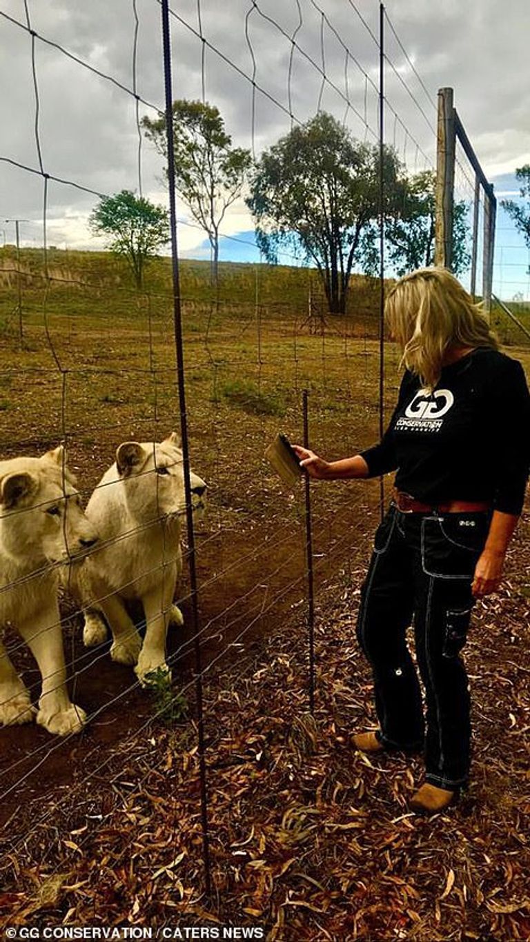 الفندق محاط ببعض الأسود