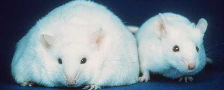 خلل البدناء النفسي يمكن علاجه