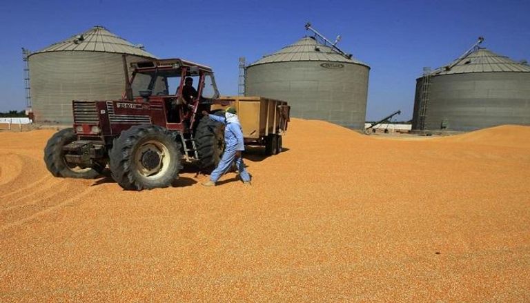 مصر تطرح مناقصة لشراء كمية غير محددة من القمح