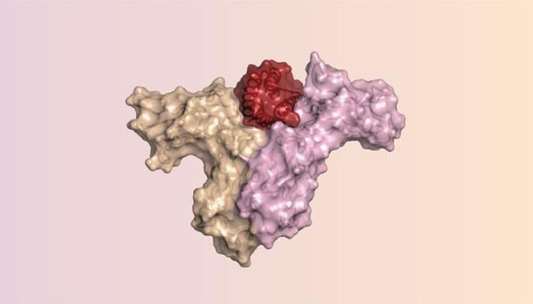 ارتباط البروتين المصمم "اللون الأحمر" بمستقبلات الخلايا المناعية  