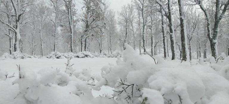 تساقط الثلوج في الجزائر