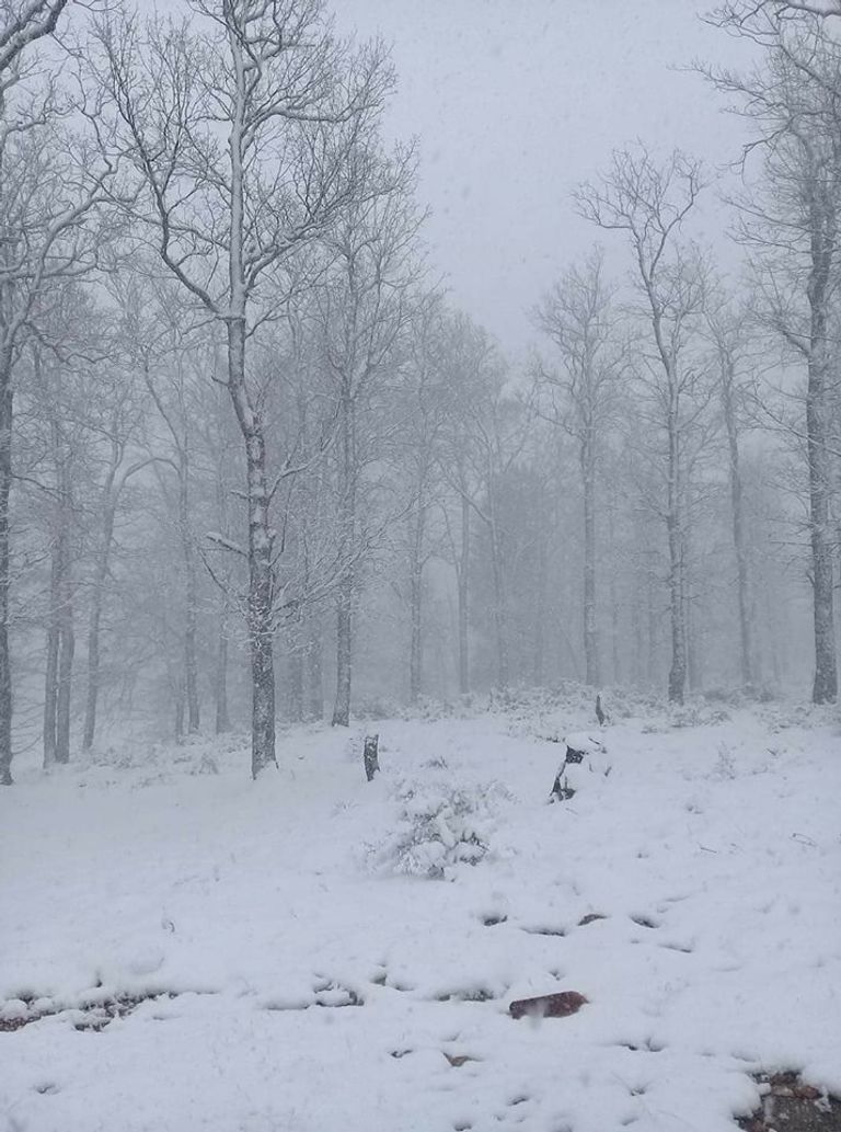 تساقط الثلوج في الجزائر