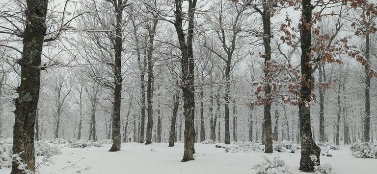 ثلوج في محافظة سطيف شرق الجزائر