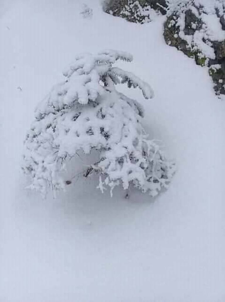 تساقط الثلوج في الجزائر