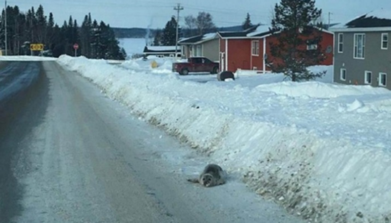حيوانات الفقمة في شوارع مدينة كندية 