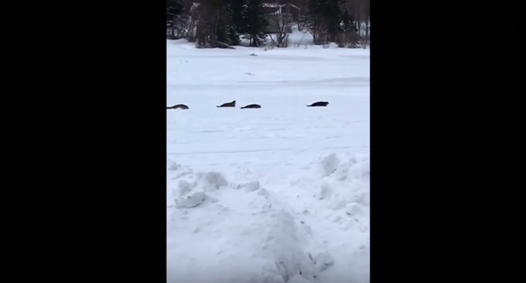 حيوانات الفقمة في شوارع مدينة كندية 