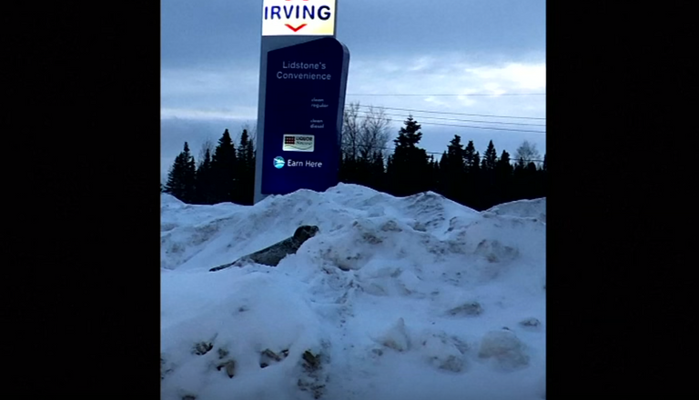 حيوانات الفقمة في شوارع مدينة كندية