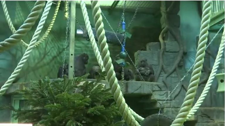 حديقة حيوان موسكو توزع أشجار عيد الميلاد الباقية على الحيوانات