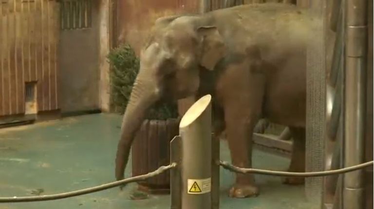 حديقة حيوان موسكو توزع أشجار عيد الميلاد الباقية على الحيوانات