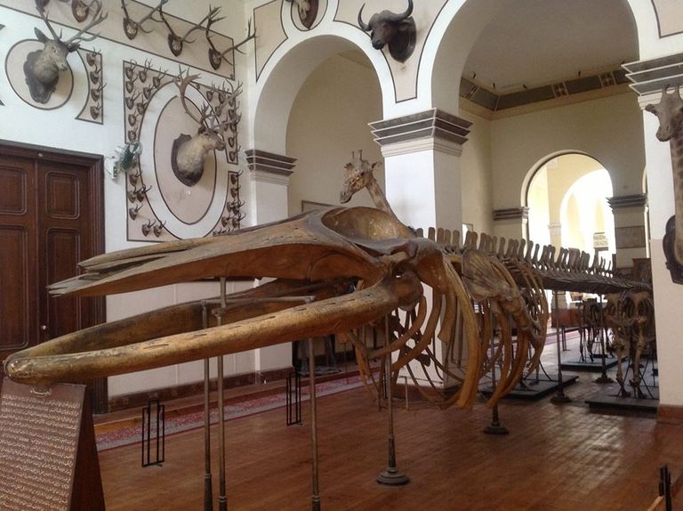 المتحف الزراعي في القاهرة - صورة أرشيفية