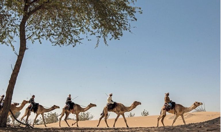 رحلة الهجن في صحراء الإمارات- أرشيفية