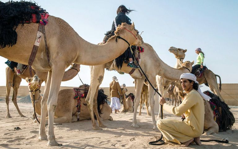 رحلة الهجن في صحراء الإمارات- أرشيفية