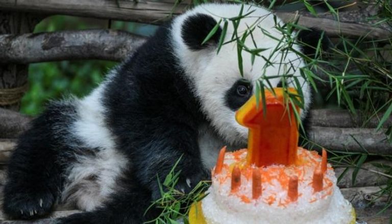 باندا يحتفل بعيد ميلاده في حديقة حيوانات ماليزية