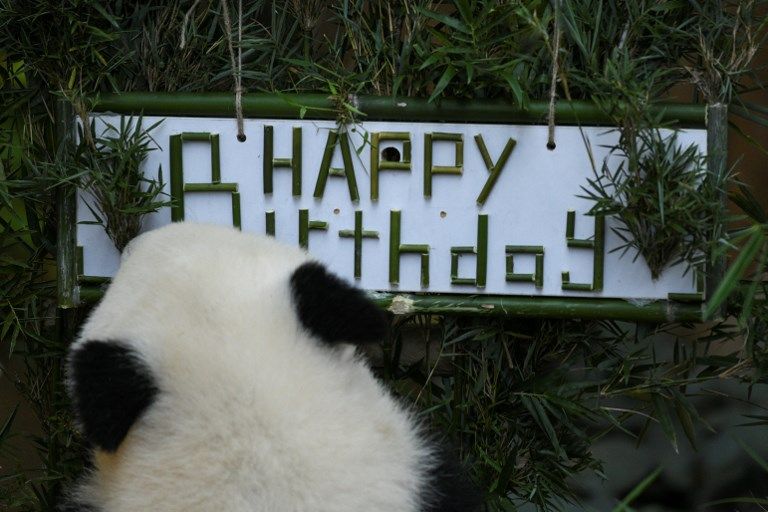 باندا يحتفل بعيد ميلاده في حديقة حيوانات ماليزية