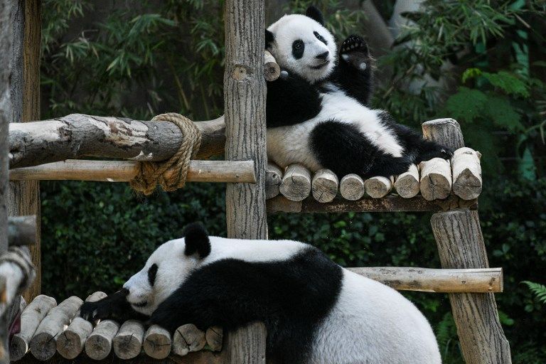 باندا يحتفل بعيد ميلاده في حديقة حيوانات ماليزية