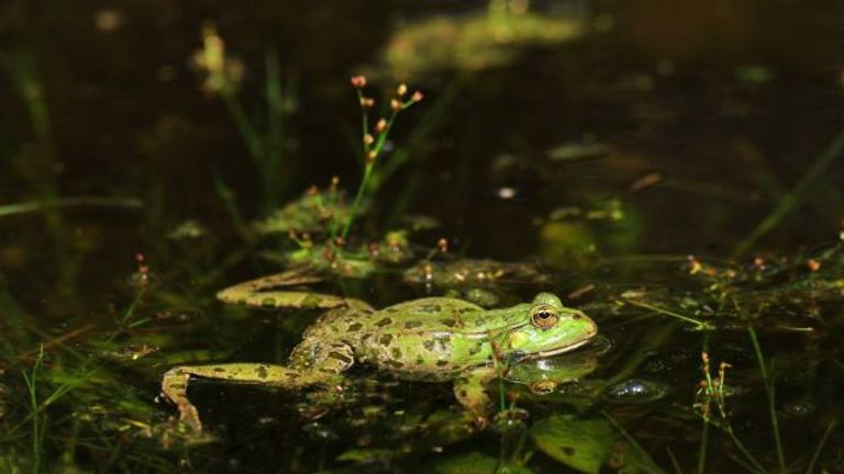 الضفدع روميو والضفدعة جولييت