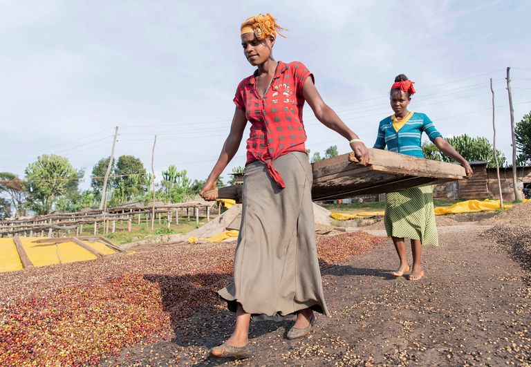 كوب قهوة - صورة أرشيفية
