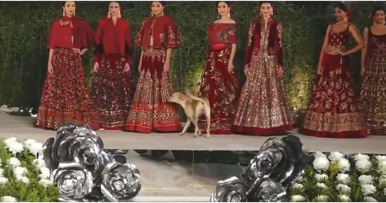 الكلب على الممشى خلال عرض الأزياء