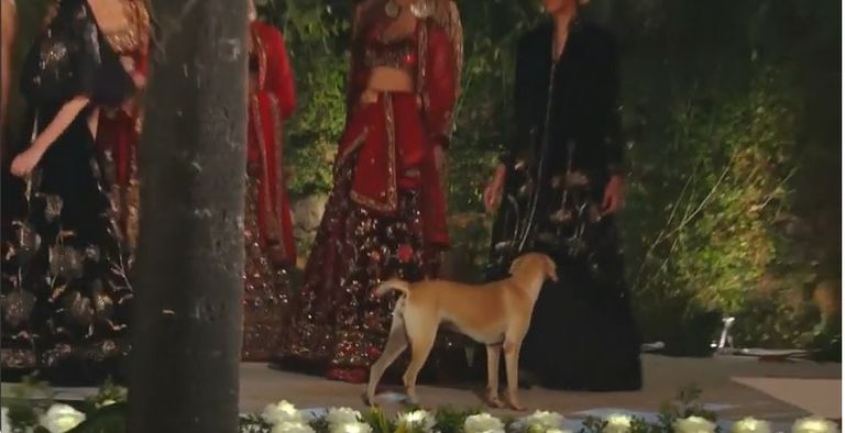 الكلب على الممشى خلال عرض الأزياء