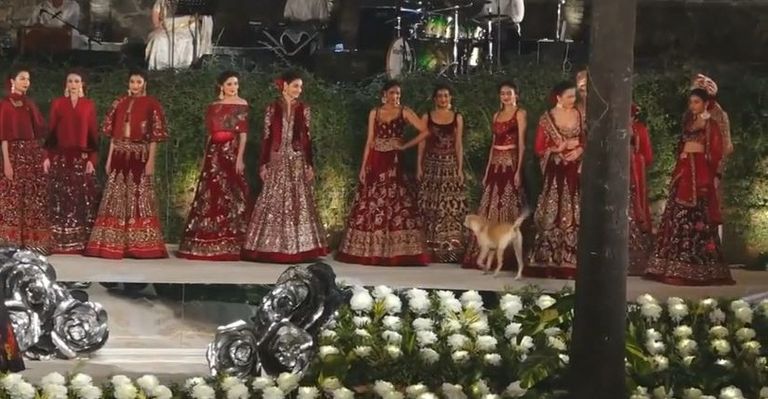 الكلب على الممشى خلال عرض الأزياء