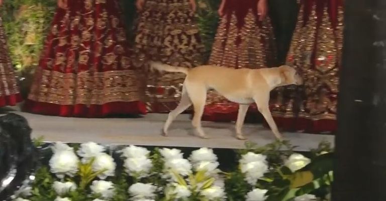 الكلب على الممشى خلال عرض الأزياء