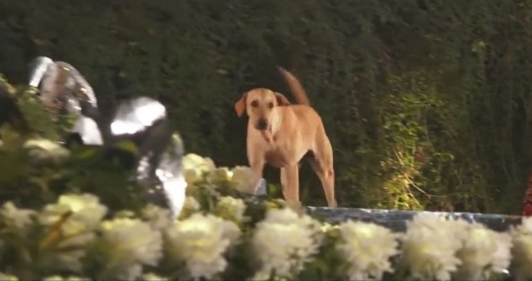 الكلب على الممشى خلال عرض الأزياء