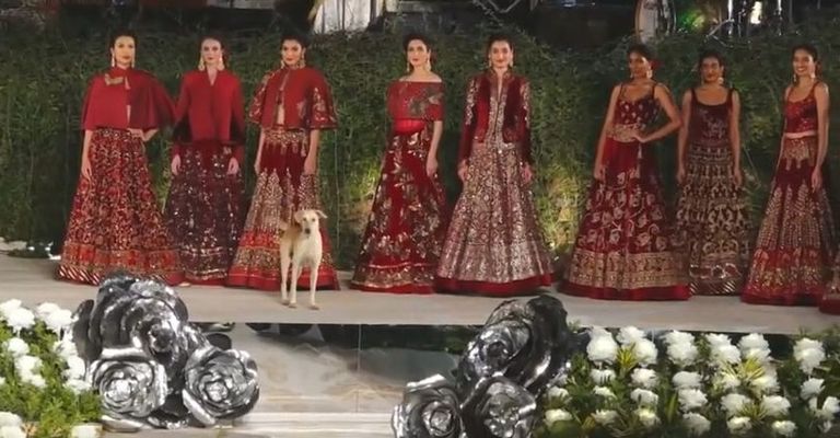 الكلب على الممشى خلال عرض الأزياء