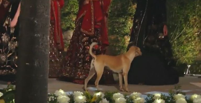 الكلب على الممشى خلال عرض الأزياء