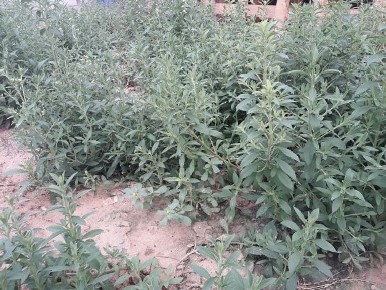 نبات الإستفيا الجفاف من أخطر تداعيات التغيرات المناخية - صورة أرشيفية