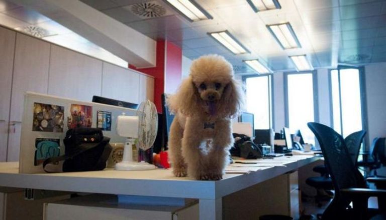 بنك في إيطاليا يسمح لموظفيه بإحضار الكلاب للعمل