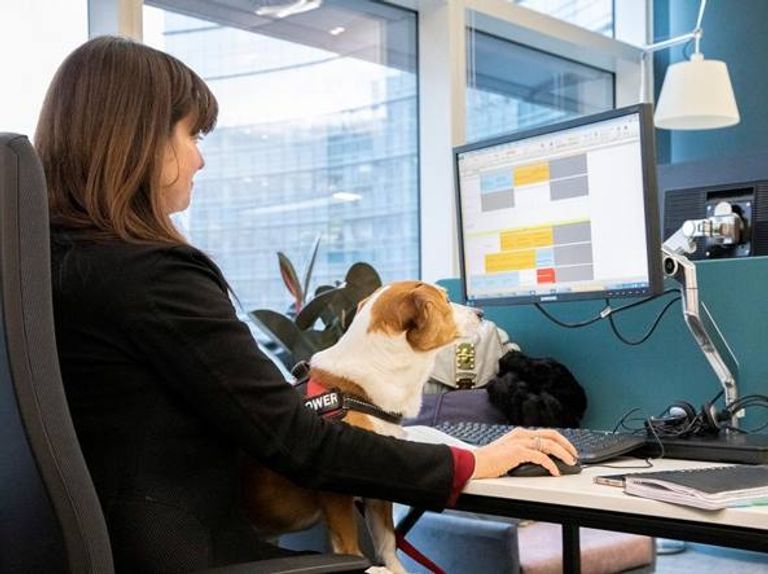بنك في إيطاليا يسمح لموظفيه بإحضار الكلاب للعمل