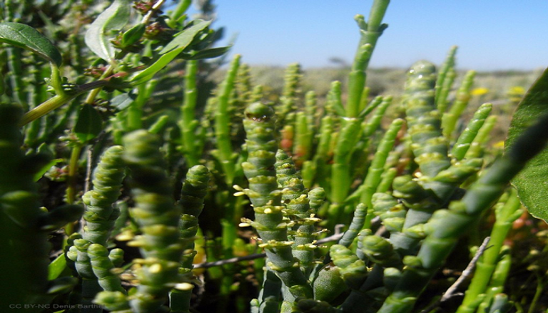 نبات الساليكورنيا الذي استخلص منه الوقود 