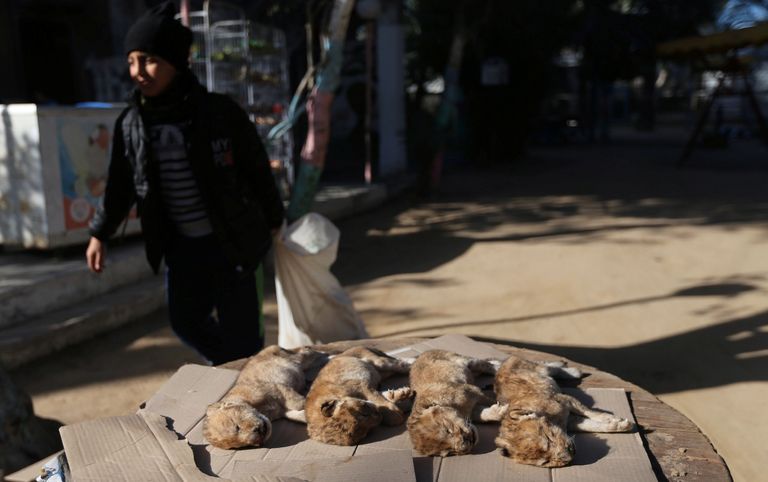 الأشبال بعد نفوقها