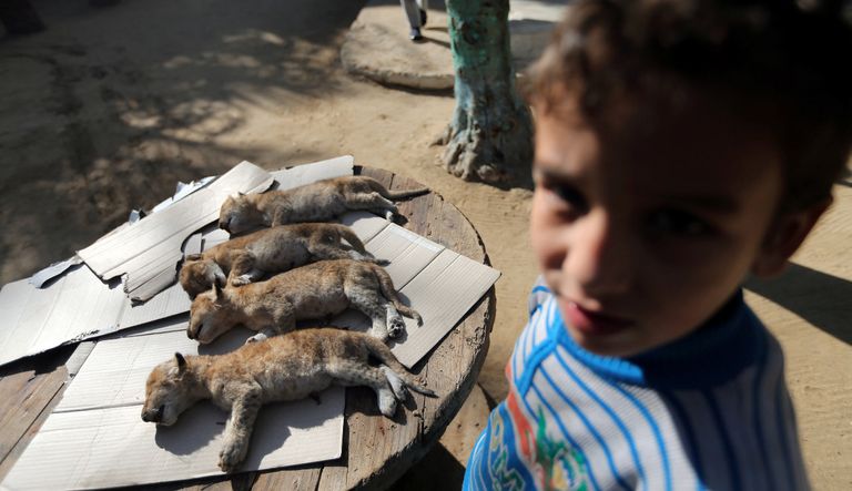 الأشبال بعد نفوقها